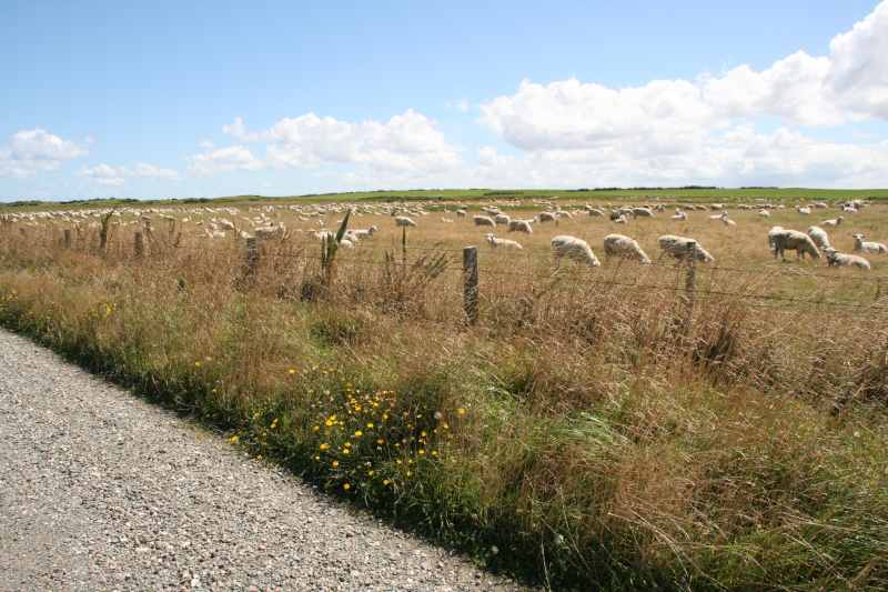 Nieuw-Zeeland 2011 - 1756